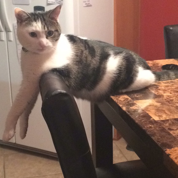 Meet your Posher, Cari - Picture 3 of 8